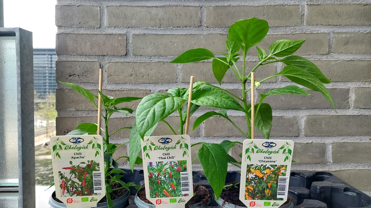 chili-2026-05-03.webp