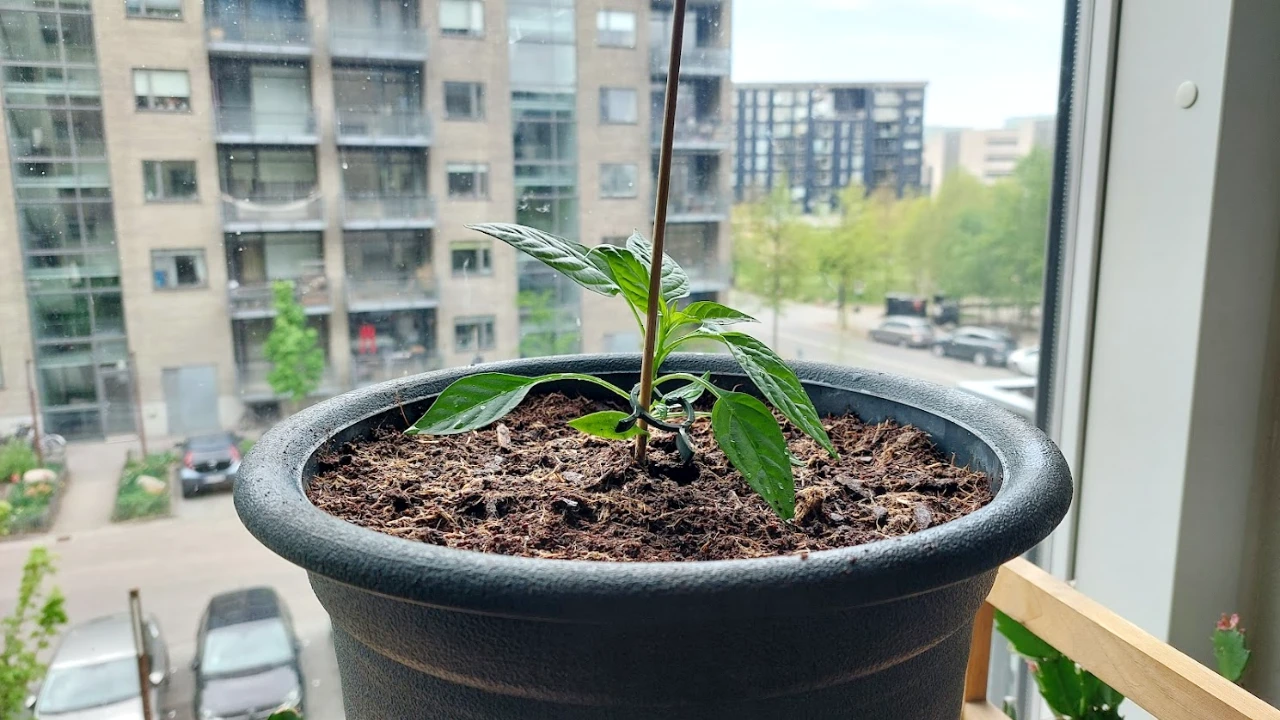 chili-apache-20260510.webp