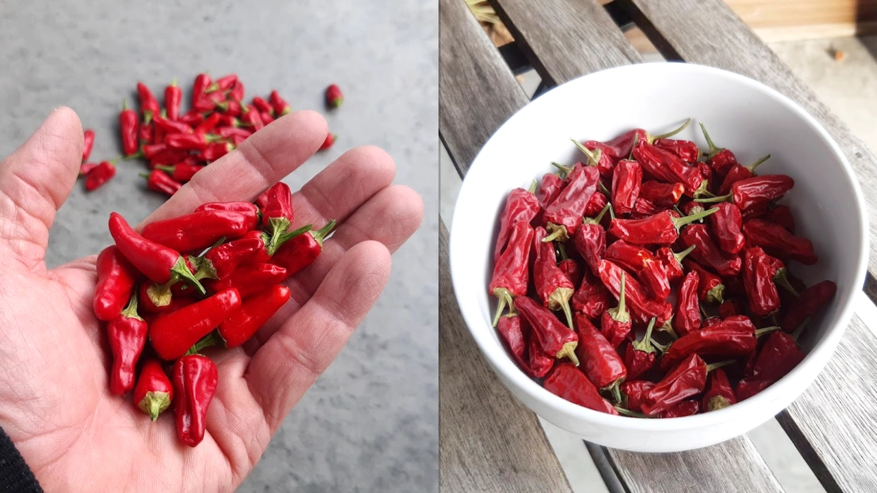 chili-apache01.webp