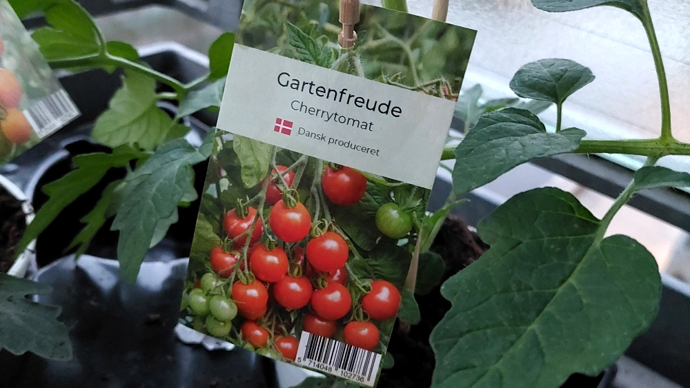 tomat-gartenfreude-20250501.webp
