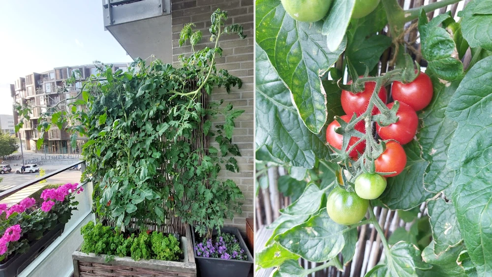 tomat-gartenfreude-20250728.webp