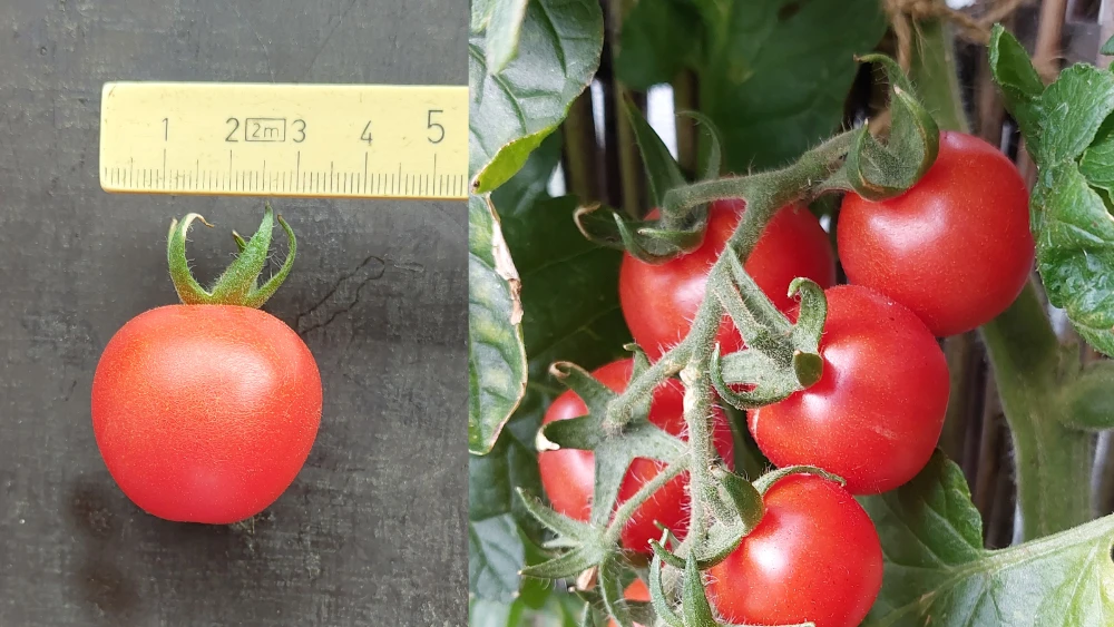 tomat-gartenfreude-20250802.webp