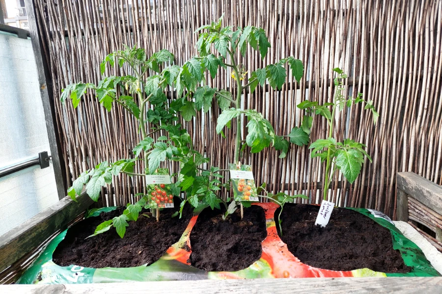tomat-gartenfreude-sungold-jordbær-20250515.webp