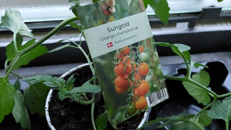 tomat-sungold-20250501.webp