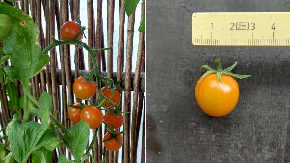 tomat-sungold-20250727.webp