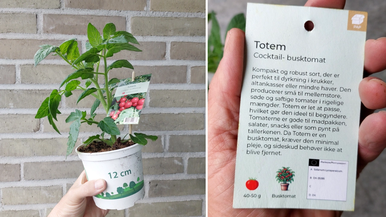 tomat-totem-20250510.webp