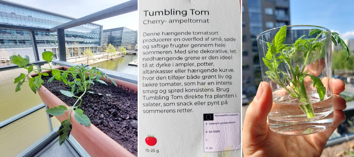 tomat-tumbling-tom-20250501.webp